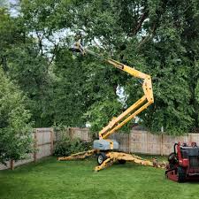 Professional Tree Removal in Kimberly, ID