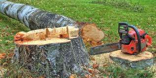 Best Tree Risk Assessment  in Kimberly, ID