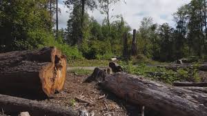 Best Tree Mulching  in Kimberly, ID