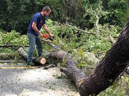 Best Tree Risk Assessment  in Kimberly, ID