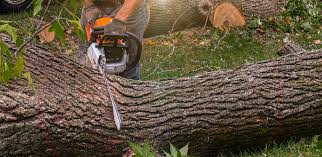 How Our Tree Care Process Works  in  Kimberly, ID