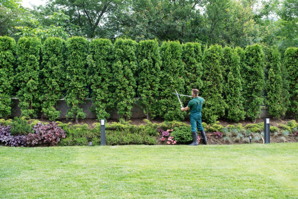 Best Tree Removal  in Kimberly, ID