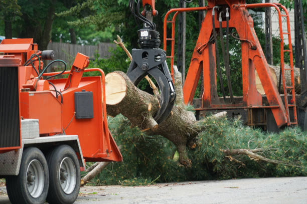 Best Lawn Disease Treatment  in Kimberly, ID