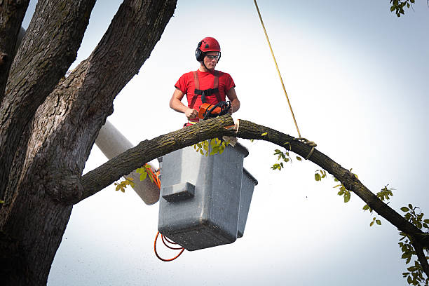 Best Tree Disease Treatment  in Kimberly, ID