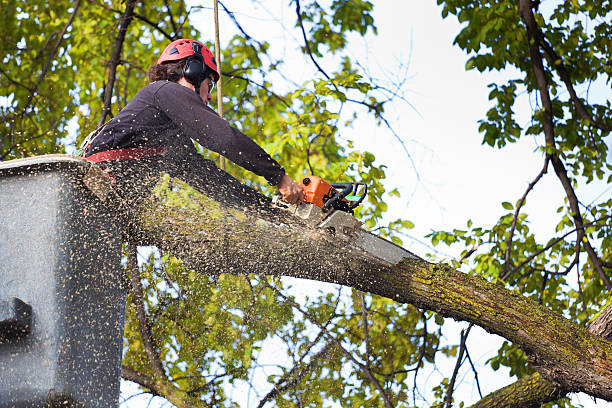 Best Organic Lawn Care Solutions  in Kimberly, ID