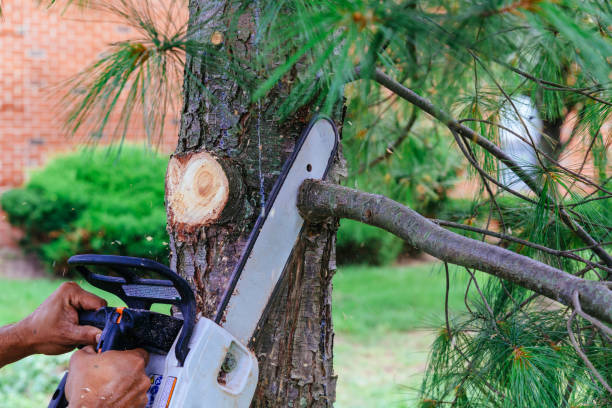 Best Tree Cabling and Bracing  in Kimberly, ID